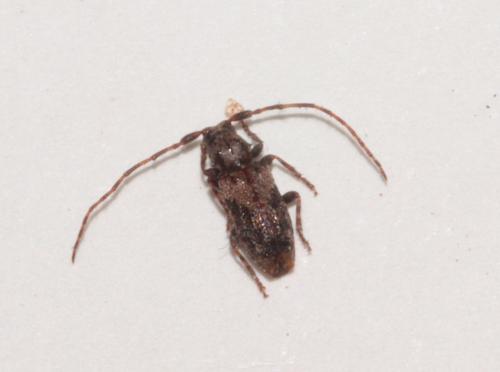 Pogonocherus ovatus